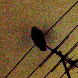 An owl on top of an antennae